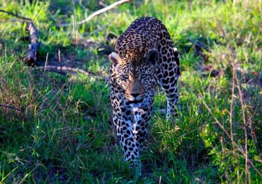 vânătorul de pasiuni